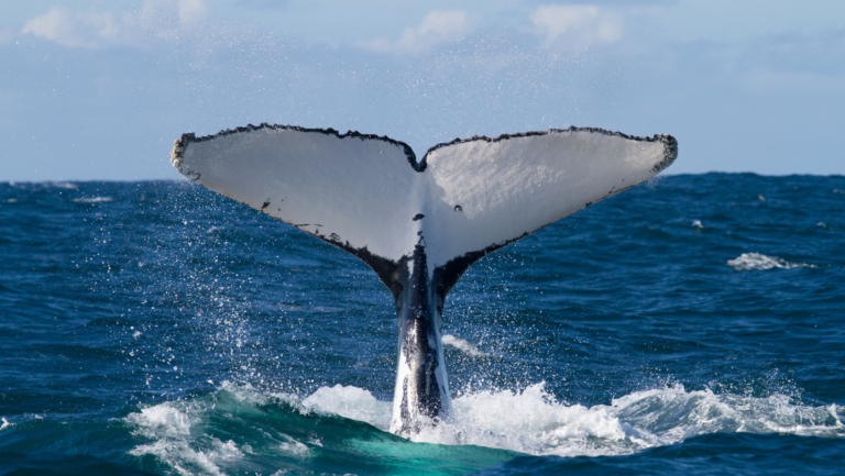 The Humpback Whales of Mozambique