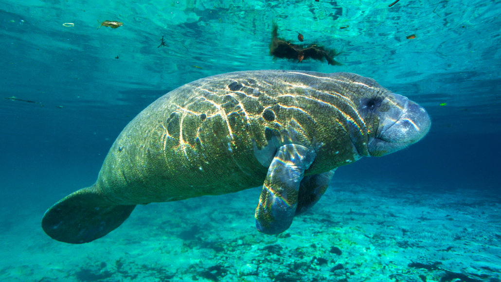 The Antillean Manatee of Belize