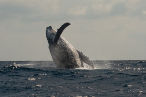 A humpback whale breaching in Mozmbique Africa as part of a whale research